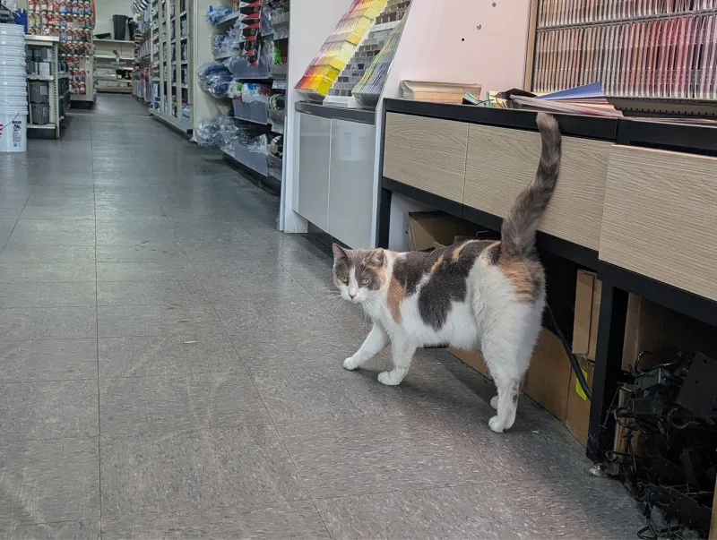 Calico cat with its tail up standing beside a paint swatch display in a hardware store
